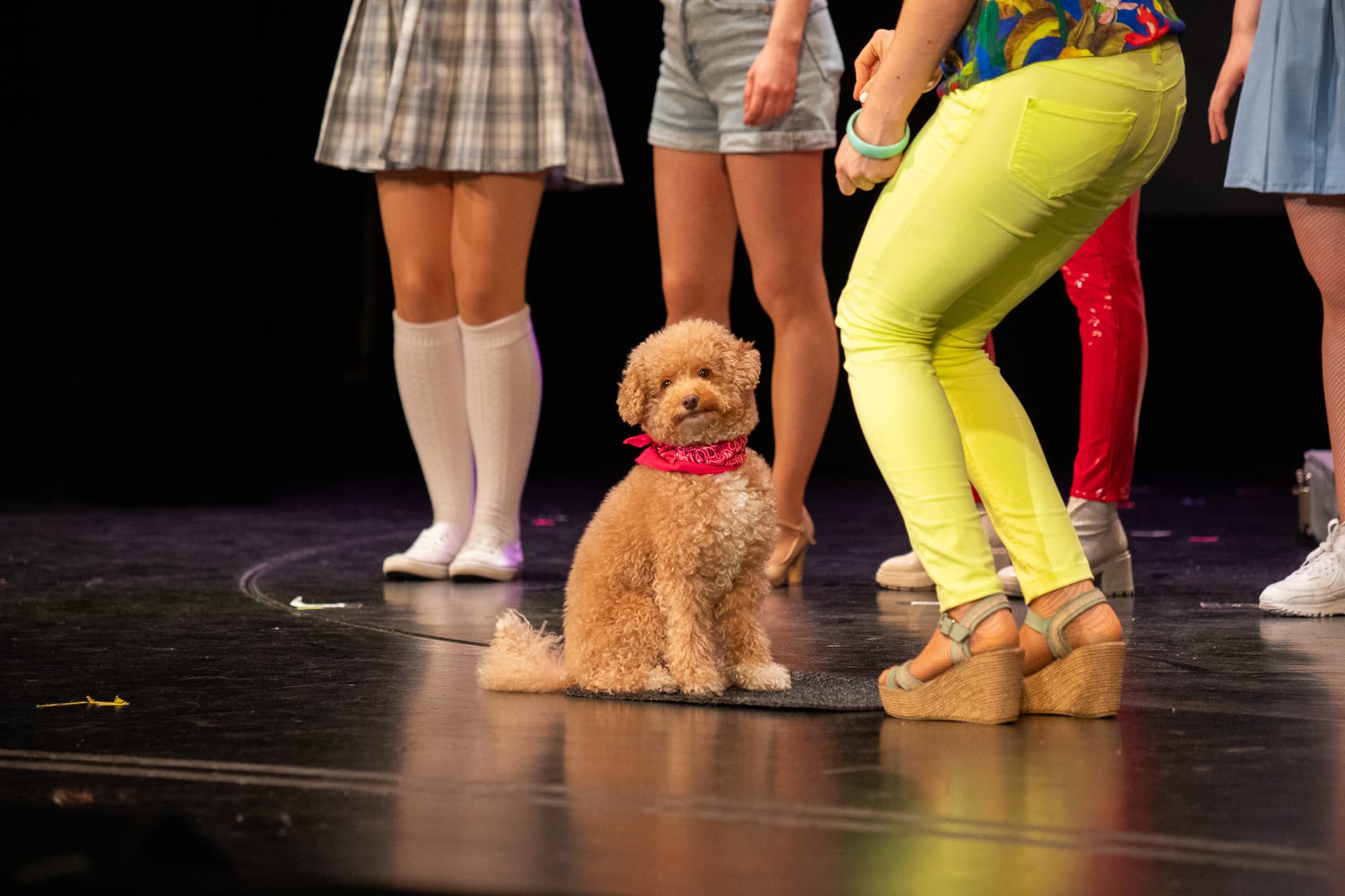 Kleiner Hund mit Halstuch sitzt auf Bühne zwischen Beinen von Darstellerinnen in bunten Kostümen.